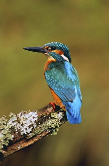 Eurasian Kingfisher or River Kingfisher (Alcedo atthis)