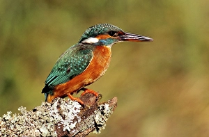 Eurasian Kingfisher or River Kingfisher (Alcedo atthis)