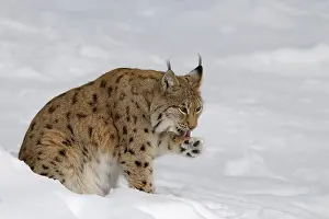 Eurasian lynx, Germany, Europe