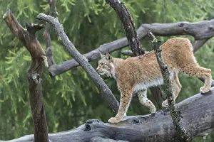 One Eurasian lynx, (Lynx lynx)
