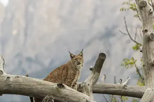 One Eurasian lynx, (Lynx lynx)