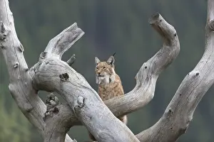 One Eurasian lynx, (Lynx lynx)