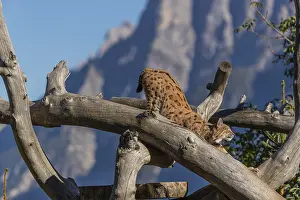 One Eurasian lynx, (Lynx lynx)