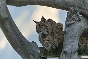 Two Eurasian lynx, (Lynx lynx)