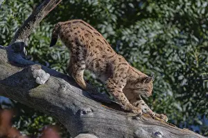 One Eurasian lynx, (Lynx lynx)