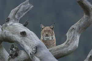 One Eurasian lynx, (Lynx lynx)
