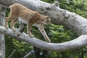 One Eurasian lynx, (Lynx lynx)