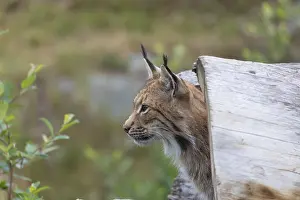 One Eurasian lynx, (Lynx lynx)