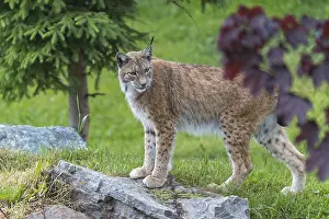 One Eurasian lynx, (Lynx lynx)