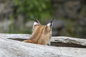 One Eurasian lynx, (Lynx lynx)