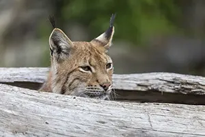 One Eurasian lynx, (Lynx lynx)
