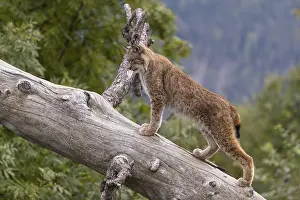 One Eurasian lynx, (Lynx lynx)