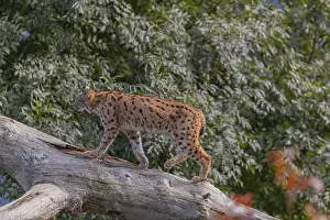 One Eurasian lynx, (Lynx lynx)