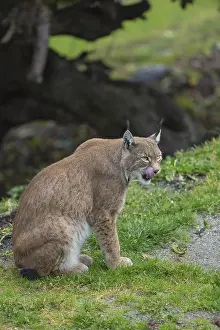One Eurasian lynx, (Lynx lynx)