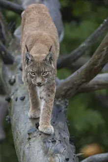 One Eurasian lynx, (Lynx lynx)