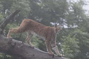 One Eurasian lynx, (Lynx lynx)