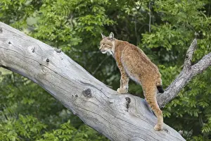One Eurasian lynx, (Lynx lynx)