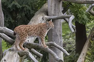 One Eurasian lynx, (Lynx lynx)