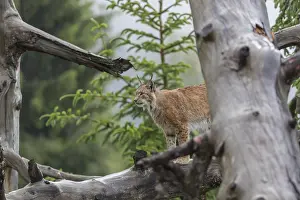 One Eurasian lynx, (Lynx lynx)