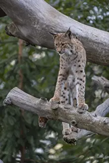 One Eurasian lynx, (Lynx lynx)