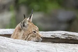 One Eurasian lynx, (Lynx lynx)
