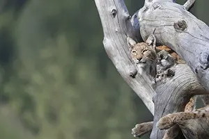 One Eurasian lynx, (Lynx lynx)