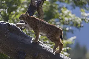 One Eurasian lynx, (Lynx lynx)