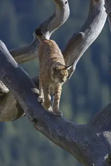 One Eurasian lynx, (Lynx lynx)