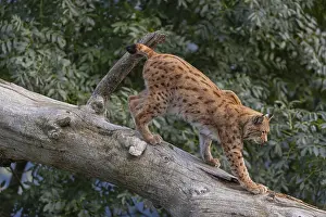 One Eurasian lynx, (Lynx lynx)