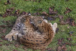 Two Eurasian lynx, (Lynx lynx)