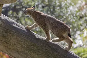 One Eurasian lynx, (Lynx lynx)
