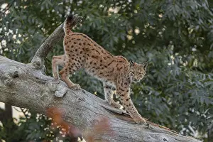 One Eurasian lynx, (Lynx lynx)