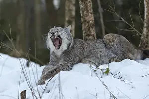 One Eurasian lynx, (Lynx lynx)