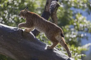 One Eurasian lynx, (Lynx lynx)