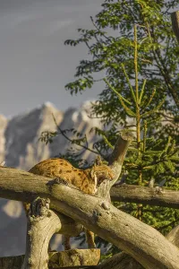 One Eurasian lynx, (Lynx lynx)