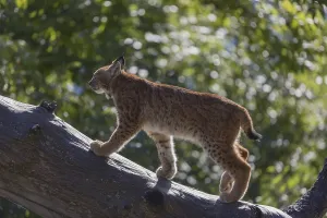 One Eurasian lynx, (Lynx lynx)