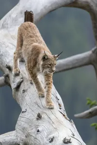 One Eurasian lynx, (Lynx lynx)