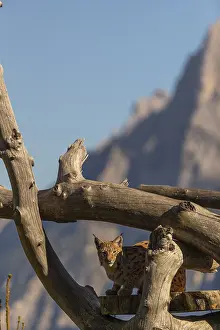 One Eurasian lynx, (Lynx lynx)