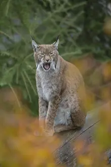One Eurasian lynx, (Lynx lynx)