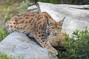 One Eurasian lynx, (Lynx lynx)
