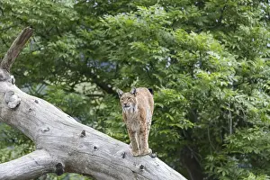 One Eurasian lynx, (Lynx lynx)