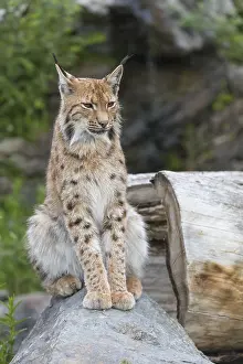 One Eurasian lynx, (Lynx lynx)