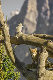 One Eurasian lynx, (Lynx lynx)