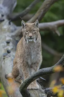 One Eurasian lynx, (Lynx lynx)