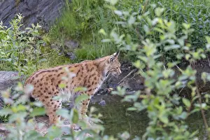 One Eurasian lynx, (Lynx lynx)