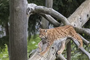 One Eurasian lynx, (Lynx lynx)