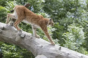 One Eurasian lynx, (Lynx lynx)