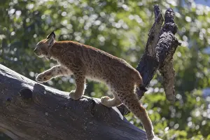 One Eurasian lynx, (Lynx lynx)