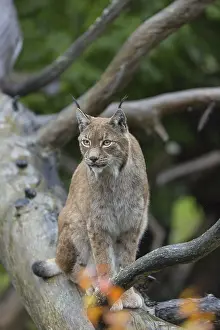One Eurasian lynx, (Lynx lynx)