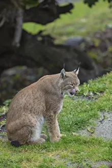 One Eurasian lynx, (Lynx lynx)